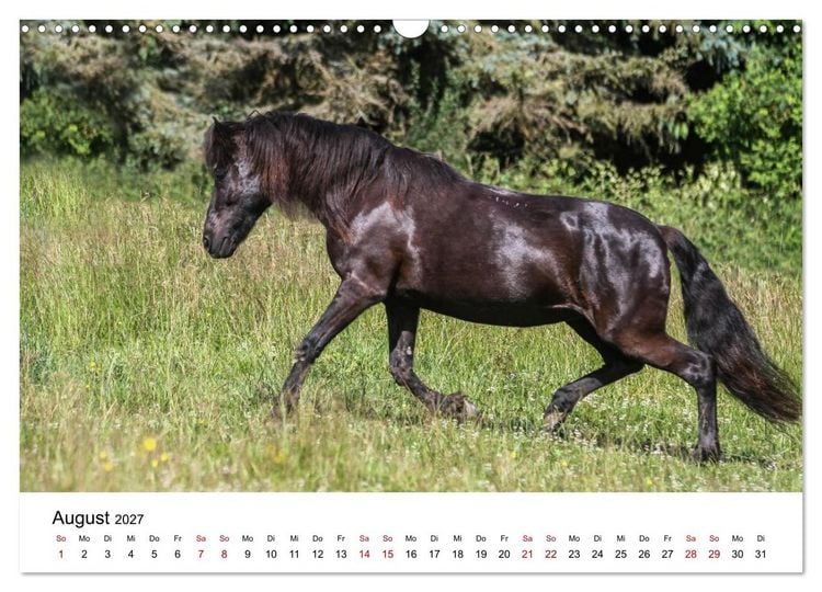 Produktbild: PFERDE - Zwischen Himmel, Erde und Hufschlag (Wandkalender 2027 DIN A3 quer), CALVENDO Monatskalender