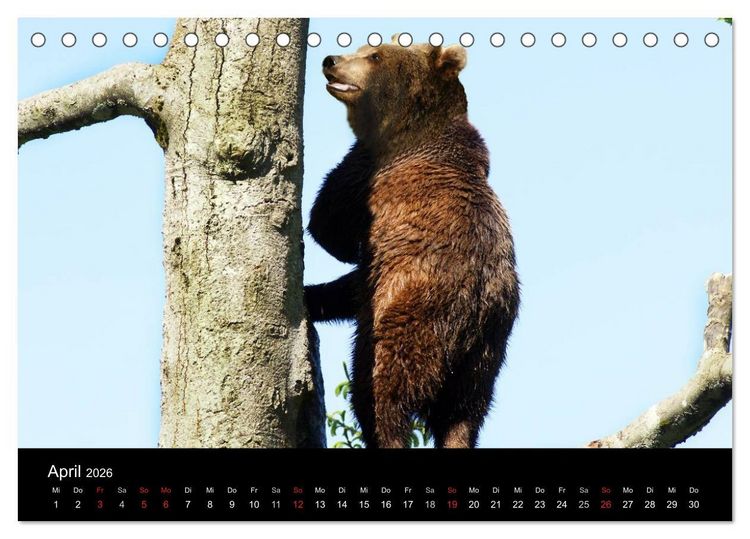 Produktbild: B&auml;ren im Nationalpark Bayerischer Wald (Tischkalender 2026 DIN A5 quer), CALVENDO Monatskalender