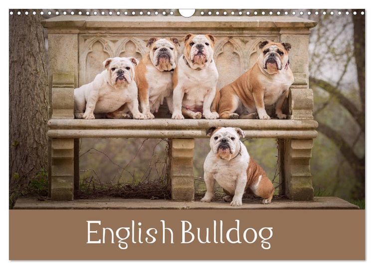 Produktbild: English Bulldog (Wall Calendar 2026 DIN A3 landscape), CALVENDO 12 Month Wall Calendar