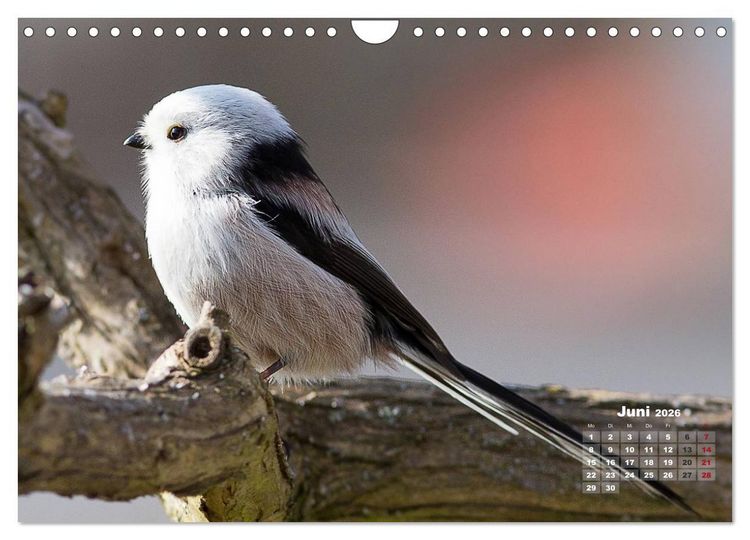 Produktbild: NATUR PUR - Singv&ouml;gel ganz nah (Wandkalender 2026 DIN A4 quer), CALVENDO Monatskalender