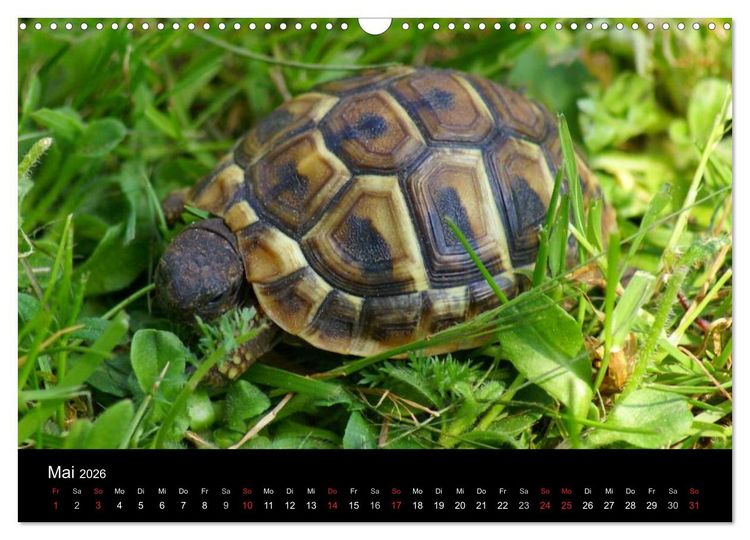 Produktbild: Das Leben der Schildkr&ouml;ten (Wandkalender 2026 DIN A3 quer), CALVENDO Monatskalender