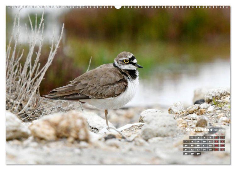 Produktbild: Limikolen - Watv&ouml;gel Europas (Wandkalender 2026 DIN A2 quer), CALVENDO Monatskalender