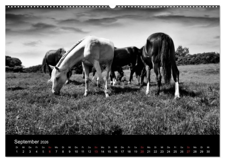 Produktbild: Pferde 2026 Wild Thing (Wandkalender 2026 DIN A2 quer), CALVENDO Monatskalender