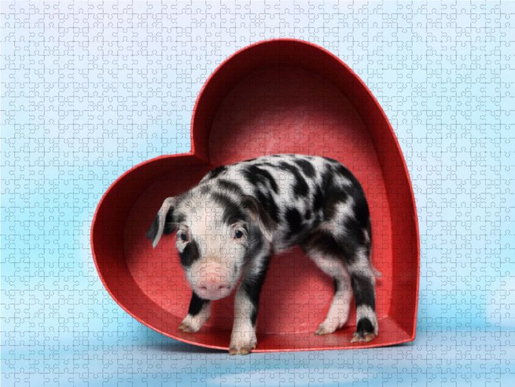 Produktbild: CALVENDO Puzzle Turopolje Ferkel / Turopolje Piglet 1000 Teile Lege-Gr&ouml;&szlig;e 64 x 48 cm Foto-Puzzle Bild von Jeanette Hutfluss