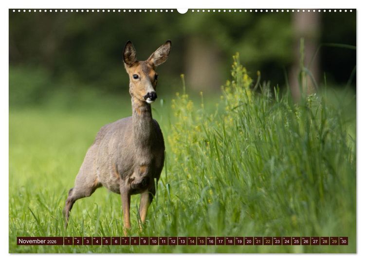 Produktbild: Zauberhafte Wesen - anmutiges Rehwild (hochwertiger Premium Wandkalender 2026 DIN A2 quer), Kunstdruck in Hochglanz