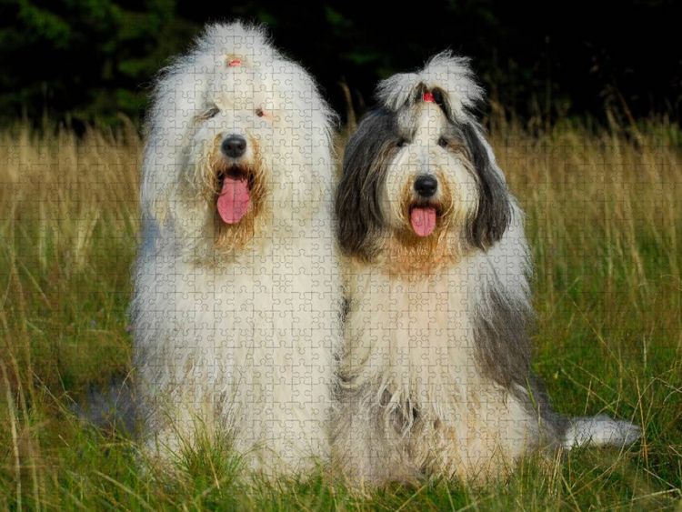 Produktbild: CALVENDO Puzzle Bobtail P&auml;rchen | 1000 Teile Lege-Gr&ouml;&szlig;e 64x48cm Foto-Puzzle f&uuml;r gl&uuml;ckliche Stunden