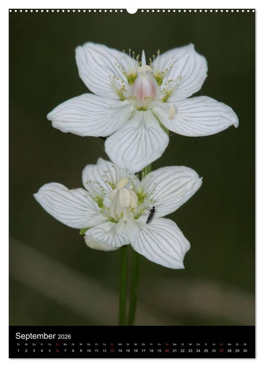 Produktbild: Seltene Wildblumen (hochwertiger Premium Wandkalender 2026 DIN A2 hoch), Kunstdruck in Hochglanz