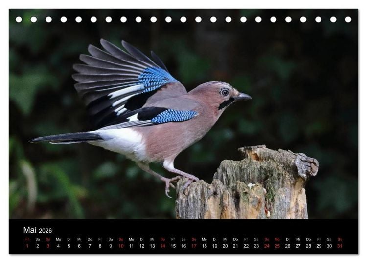 Produktbild: Eichelh&auml;her der Waldpolizist (Tischkalender 2026 DIN A5 quer), CALVENDO Monatskalender