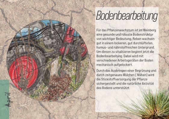 Produktbild: Das Jahr im Weinbau