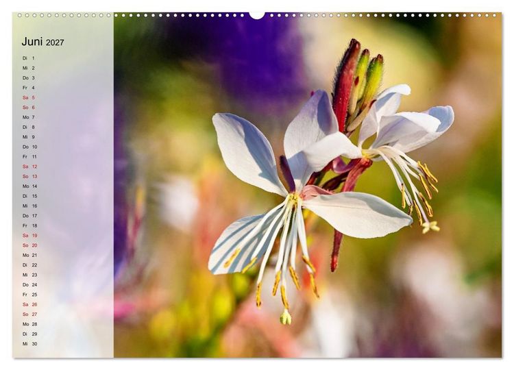 Produktbild: Sommerliche Bl&uuml;tenpoesie (Wandkalender 2027 DIN A2 quer), CALVENDO Monatskalender