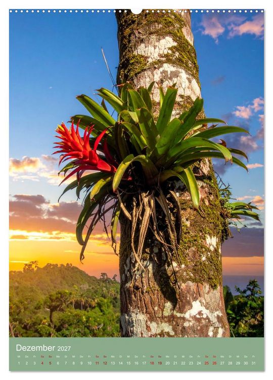 Produktbild: Bromelienzauber (hochwertiger Premium Wandkalender 2027 DIN A2 hoch), Kunstdruck in Hochglanz