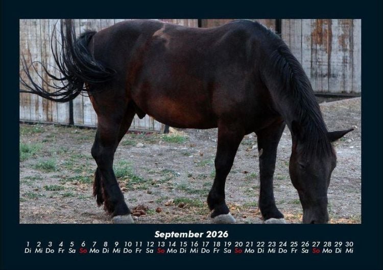 Produktbild: Pferdegefl&uuml;ster 2026 Fotokalender DIN A4