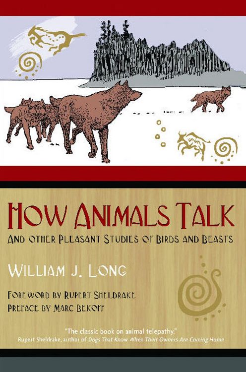 Produktbild: How Animals Talk