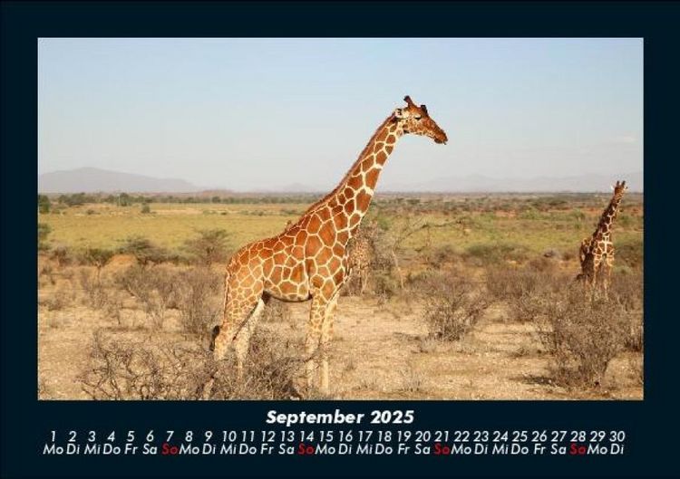 Produktbild: Giraffen 2025 Fotokalender DIN A5