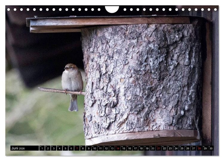 Produktbild: Gartenv&ouml;gel (Wandkalender 2026 DIN A4 quer), CALVENDO Monatskalender