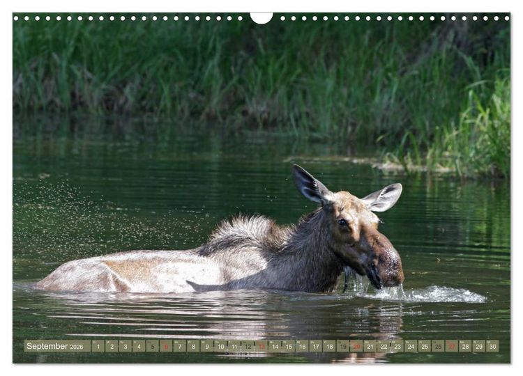 Produktbild: B&auml;r, Wolf und Co - Tiere Nordamerikas (Wandkalender 2026 DIN A3 quer), CALVENDO Monatskalender