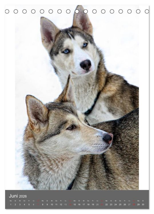 Produktbild: Huskies - Portraits im Schnee (Tischkalender 2026 DIN A5 hoch), CALVENDO Monatskalender