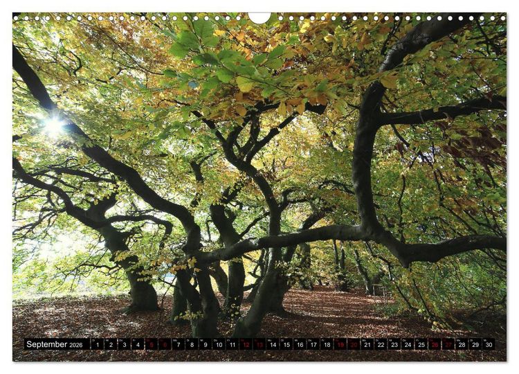 Produktbild: Die S&uuml;ntelbuchenallee (Wandkalender 2026 DIN A3 quer), CALVENDO Monatskalender