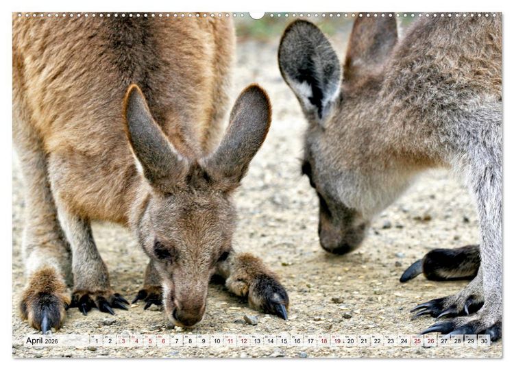 Produktbild: Inselsch&ouml;nheit Tasmanien (Wandkalender 2026 DIN A2 quer), CALVENDO Monatskalender