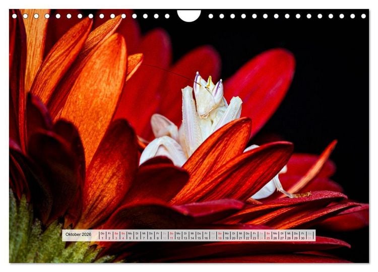 Produktbild: Die Orchideen Gottesanbeterin (Wandkalender 2026 DIN A4 quer), CALVENDO Monatskalender