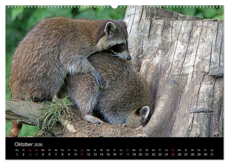 Produktbild: Waschb&auml;ren (hochwertiger Premium Wandkalender 2026 DIN A2 quer), Kunstdruck in Hochglanz