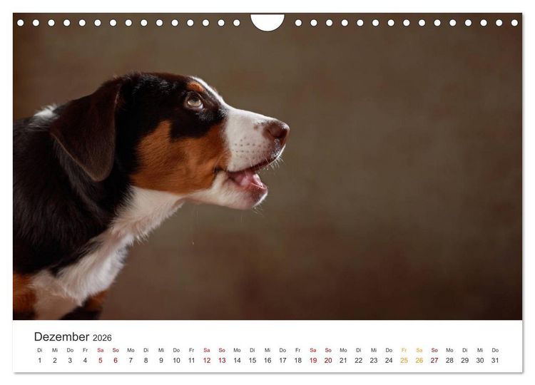 Produktbild: Welpenblicke (Wandkalender 2026 DIN A4 quer), CALVENDO Monatskalender