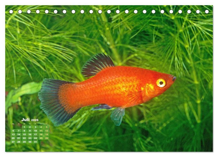 Produktbild: Glanz im Aquarium: S&uuml;&szlig;wasserfische (Tischkalender 2026 DIN A5 quer), CALVENDO Monatskalender
