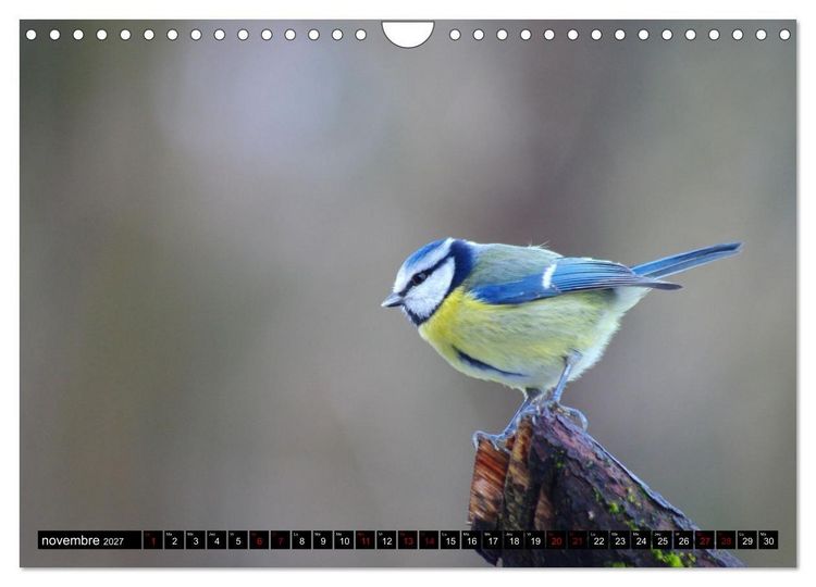 Produktbild: M&eacute;sanges bleues (Calendrier mural 2027 DIN A4 vertical), CALVENDO calendrier mensuel