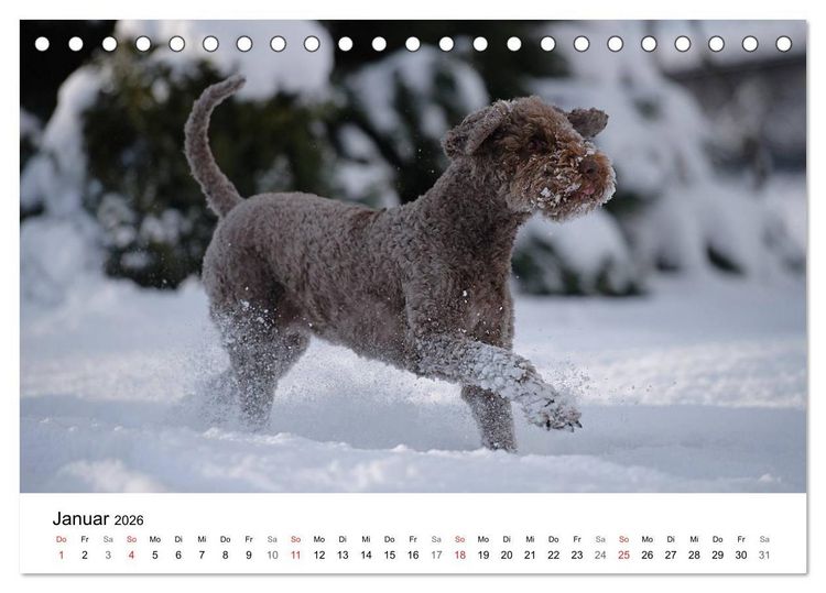 Produktbild: Mein Hundekalender 2026 (Tischkalender 2026 DIN A5 quer), CALVENDO Monatskalender