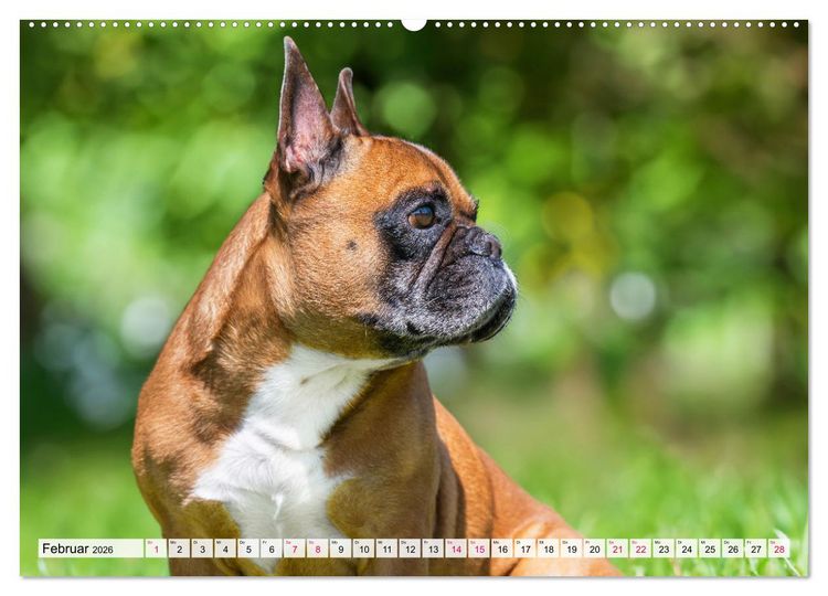 Produktbild: Kleine Helden - Franz&ouml;sische Bulldoggen (hochwertiger Premium Wandkalender 2026 DIN A2 quer), Kunstdruck in Hochglanz