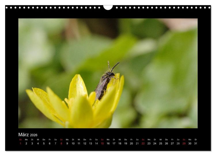 Produktbild: Die Wildbienen Deutschlands (Wandkalender 2026 DIN A3 quer), CALVENDO Monatskalender