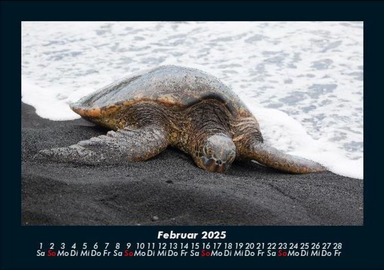 Produktbild: Schildkr&ouml;tenzauber 2025 Fotokalender DIN A5