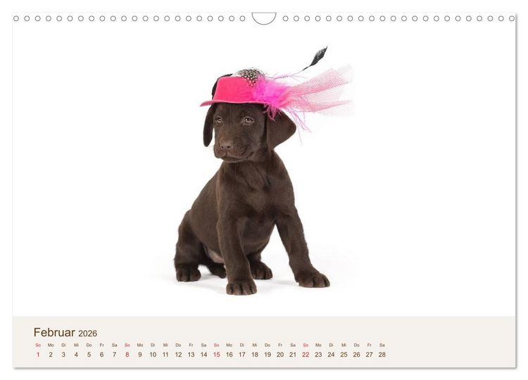 Produktbild: Labrador - Welpen (Wandkalender 2026 DIN A3 quer), CALVENDO Monatskalender