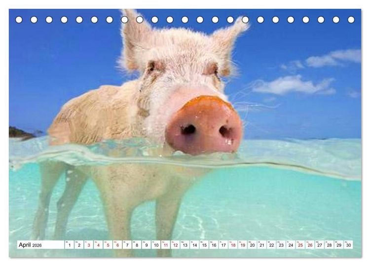 Produktbild: Schweine im Dauerurlaub auf den Bahamas! (Tischkalender 2026 DIN A5 quer), CALVENDO Monatskalender