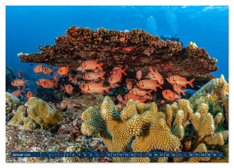 Produktbild: Unterwasserwelt Christmas Island (Tischkalender 2026 DIN A5 quer), CALVENDO Monatskalender
