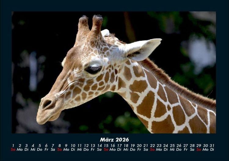 Produktbild: Giraffen 2026 Fotokalender DIN A4