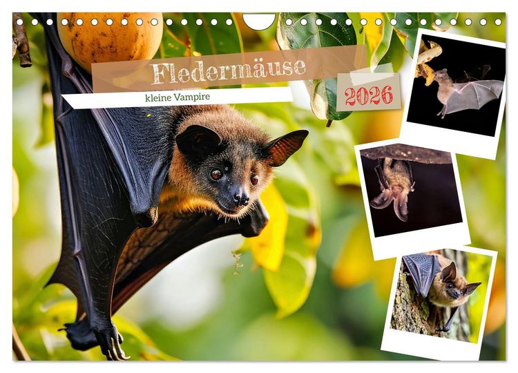 Produktbild: Flederm&auml;use - kleine Vampire (Wandkalender 2026 DIN A4 quer), CALVENDO Monatskalender