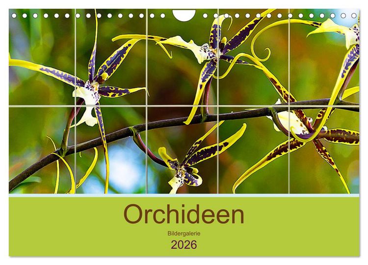 Produktbild: Orchideen Bildergalerie (Wandkalender 2026 DIN A4 quer), CALVENDO Monatskalender