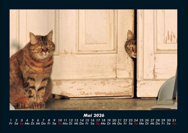Produktbild: F&uuml;r Katzenfreunde 2026 Fotokalender DIN A4