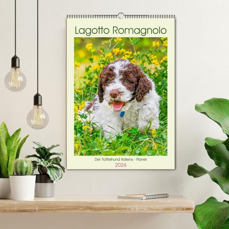 Produktbild: Lagotto Romagnolo - Der Tr&uuml;ffelhund Italiens - Planer (Wandkalender 2026 DIN A2 hoch), CALVENDO Monatskalender