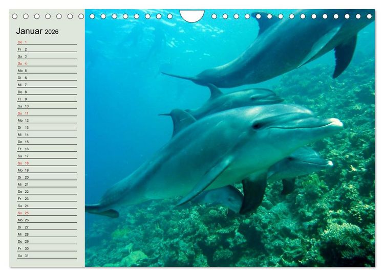 Produktbild: Leben in den Weltmeeren. Delfine, Wale und Haie (Wandkalender 2026 DIN A4 quer), CALVENDO Monatskalender