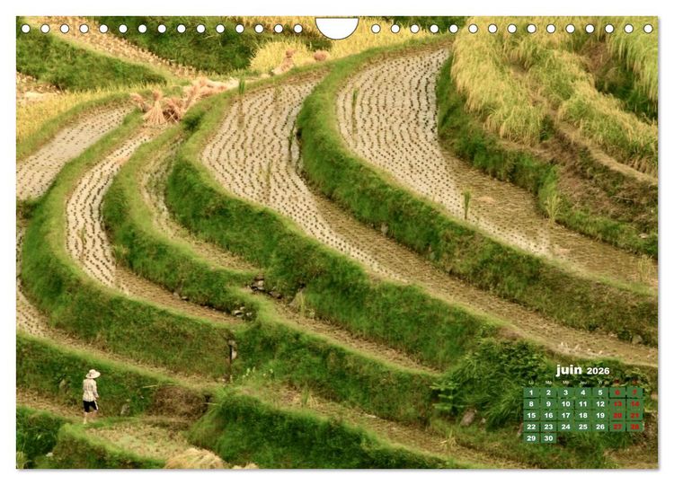 Produktbild: Riz de Chine (Calendrier mural 2026 DIN A4 vertical), CALVENDO calendrier mensuel