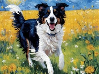 Produktbild: CALVENDO Puzzle Border Collie | 1000 Teile Lege-Gr&ouml;&szlig;e 64x48cm Foto-Puzzle f&uuml;r gl&uuml;ckliche Stunden