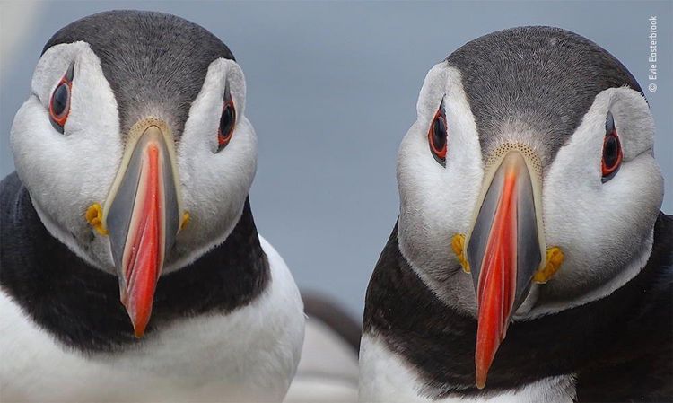 Produktbild: Wildlife Fotografien des Jahres &ndash; Portfolio 30