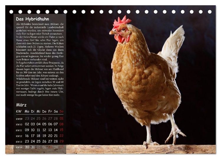 Produktbild: Von der Einzigartigkeit der H&uuml;hner 2026 (Tischkalender 2026 DIN A5 quer), CALVENDO Monatskalender