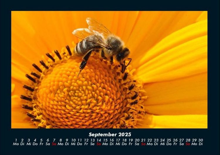 Produktbild: Bienen 2025 Fotokalender DIN A4