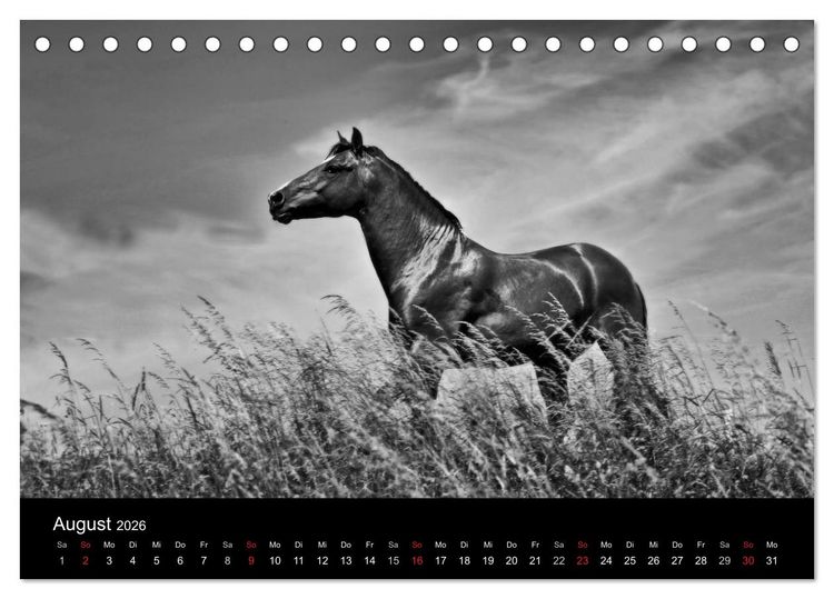 Produktbild: Pferde 2026 Wild Thing (Tischkalender 2026 DIN A5 quer), CALVENDO Monatskalender