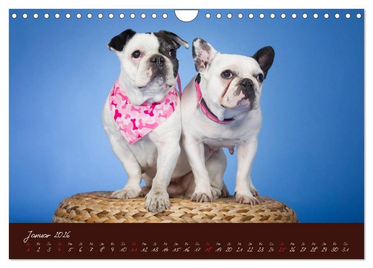 Produktbild: Franz&ouml;sische Bulldoggen (Wandkalender 2026 DIN A4 quer), CALVENDO Monatskalender
