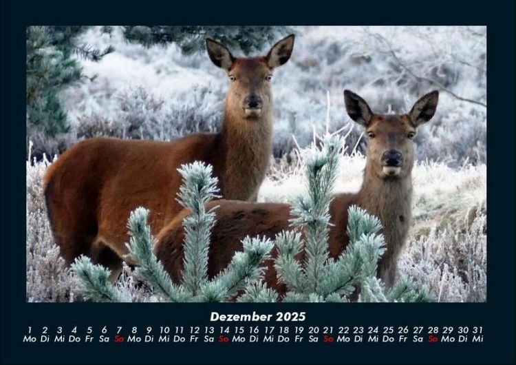 Produktbild: Waldbewohner 2025 Fotokalender DIN A4