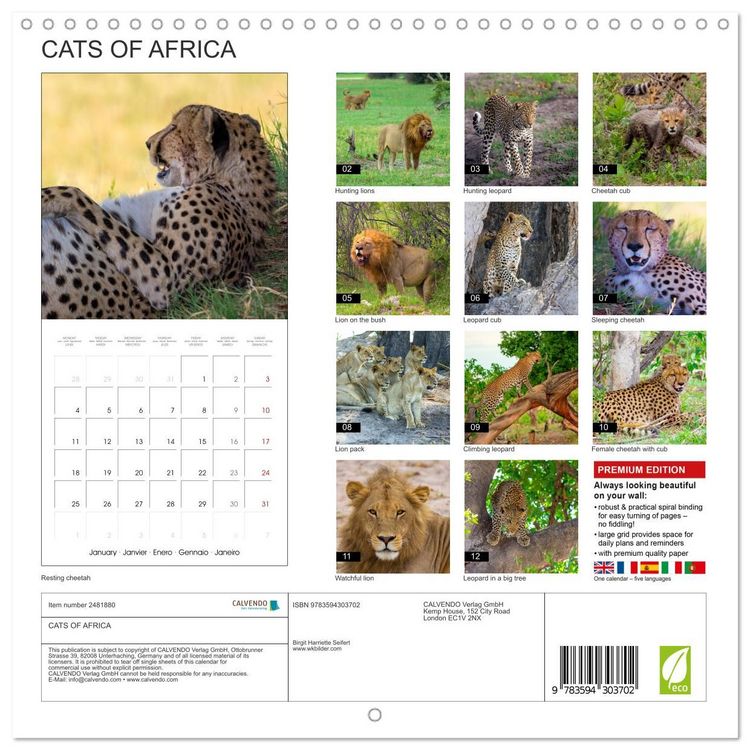 Produktbild: CATS OF AFRICA (Wall Calendar 2027 12 &times; 12 Inch) CALVENDO 12 Month Wall Calendar